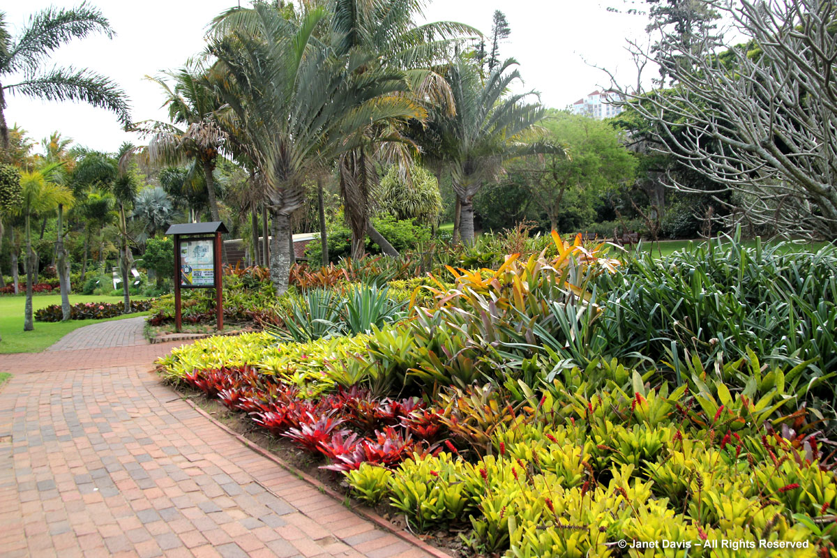 Bromeliads-Durban Botanic