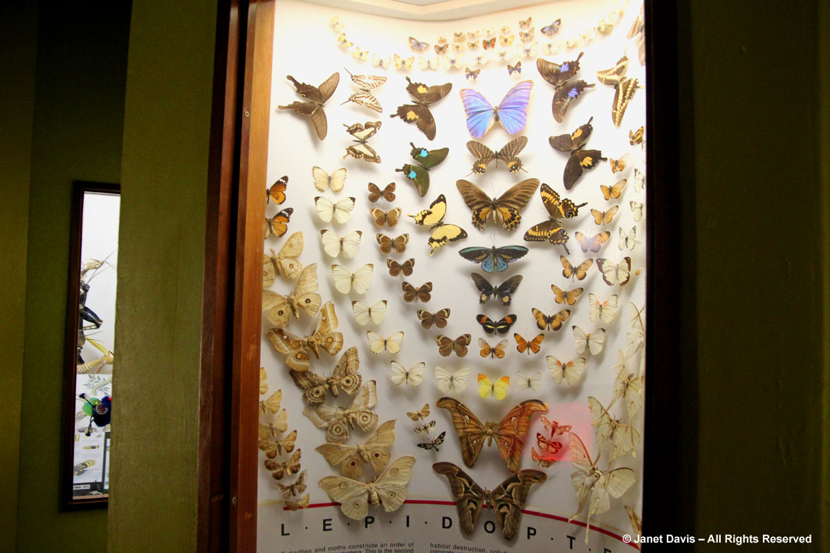 Butterflies-Durban Natural Science Museum