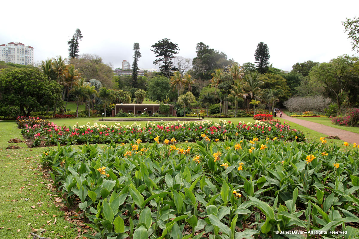 Canna Beds-Durban Botanic