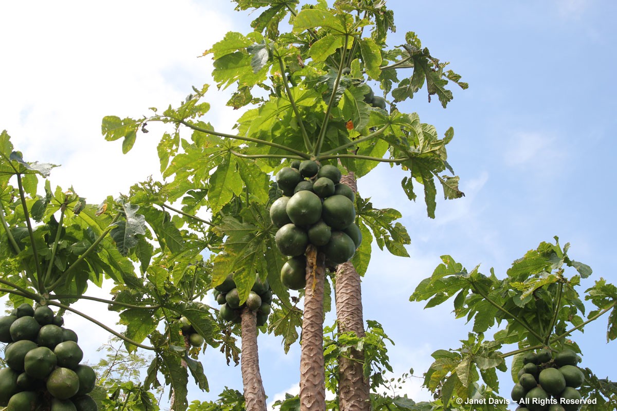 Carica papaya-Durban Botanic