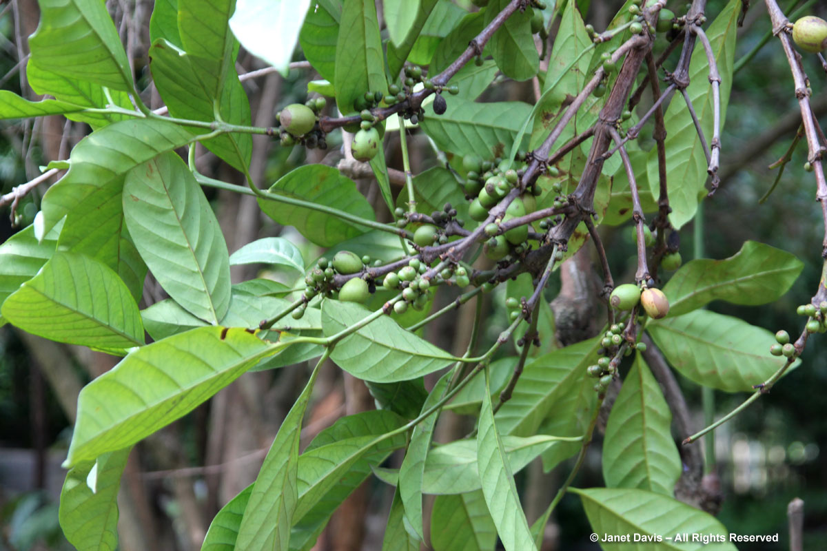 Coffea arabica-Coffee tree-Durban Botanic