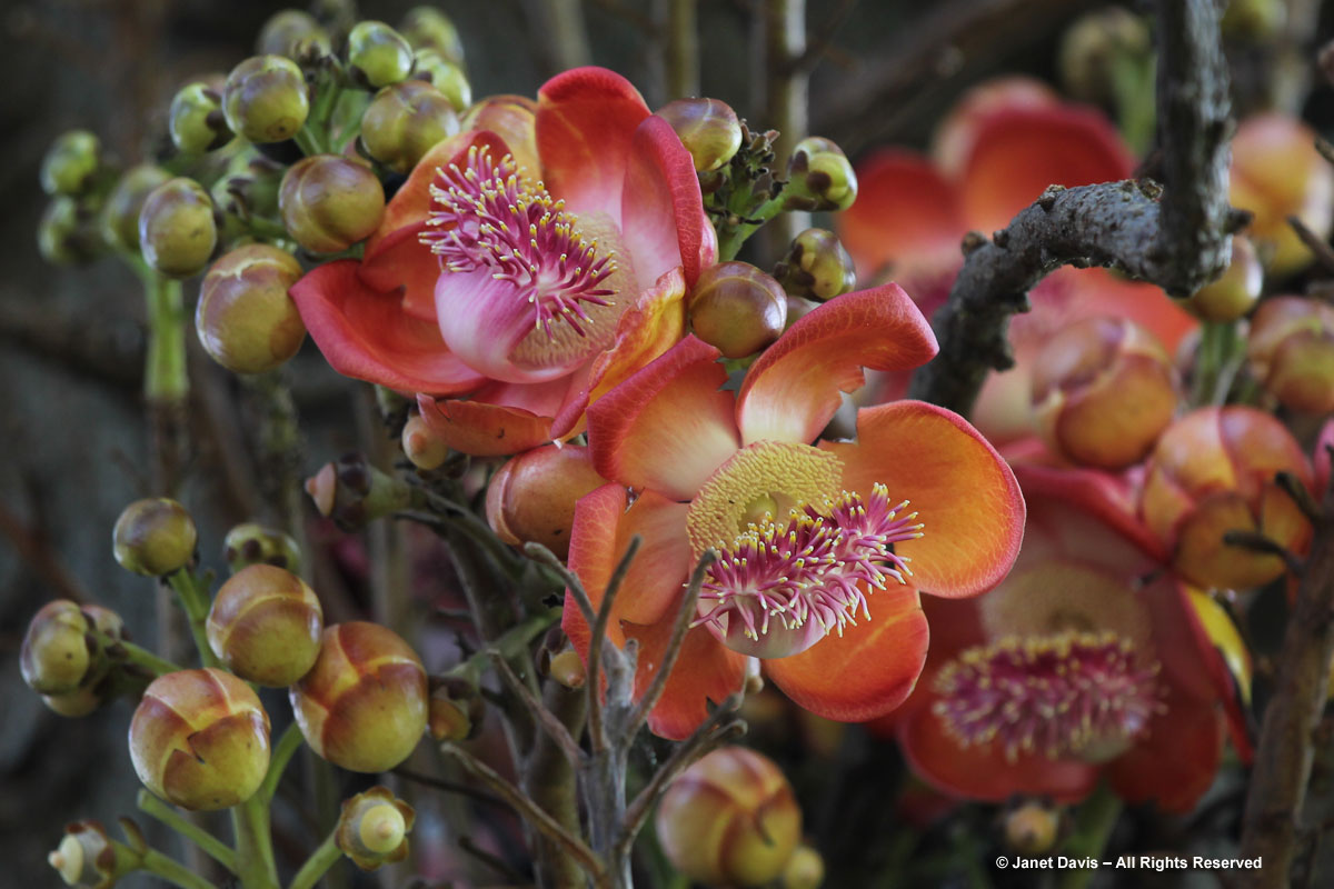 Couroupita guianensis flowers-Durban Botanic