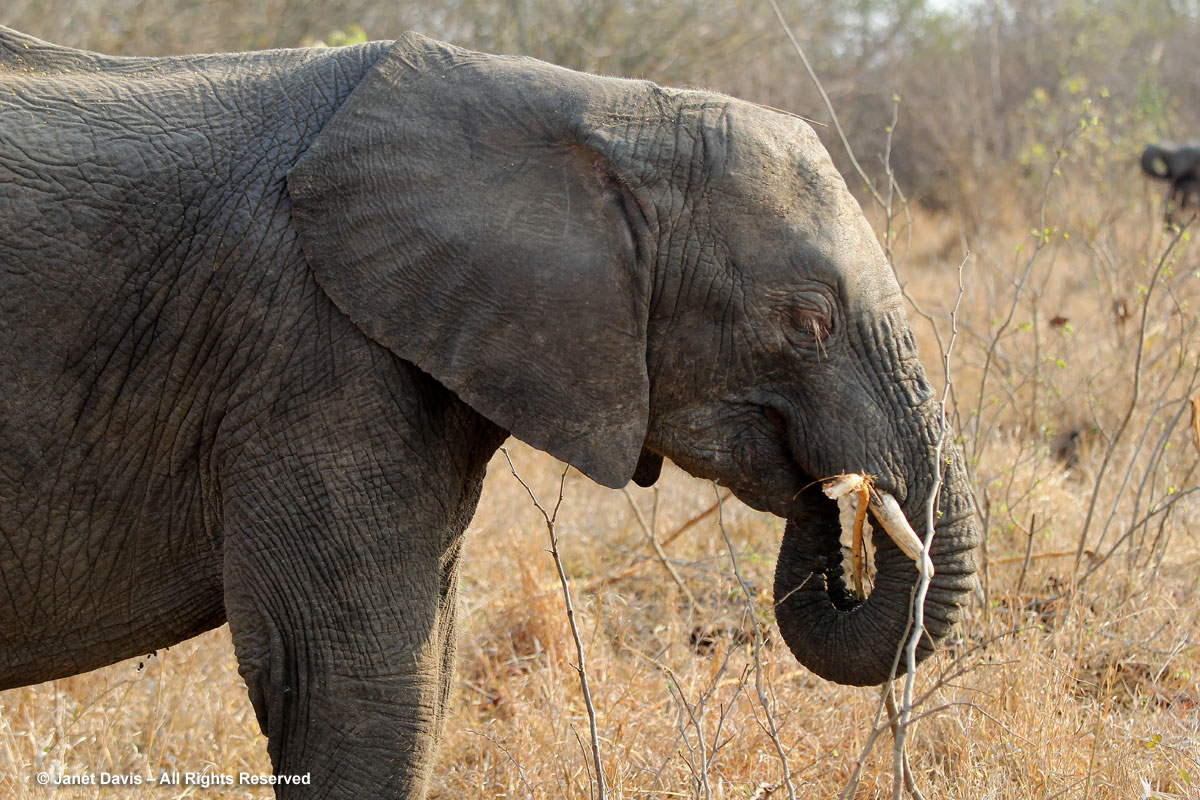 Elephant eating-Kapama