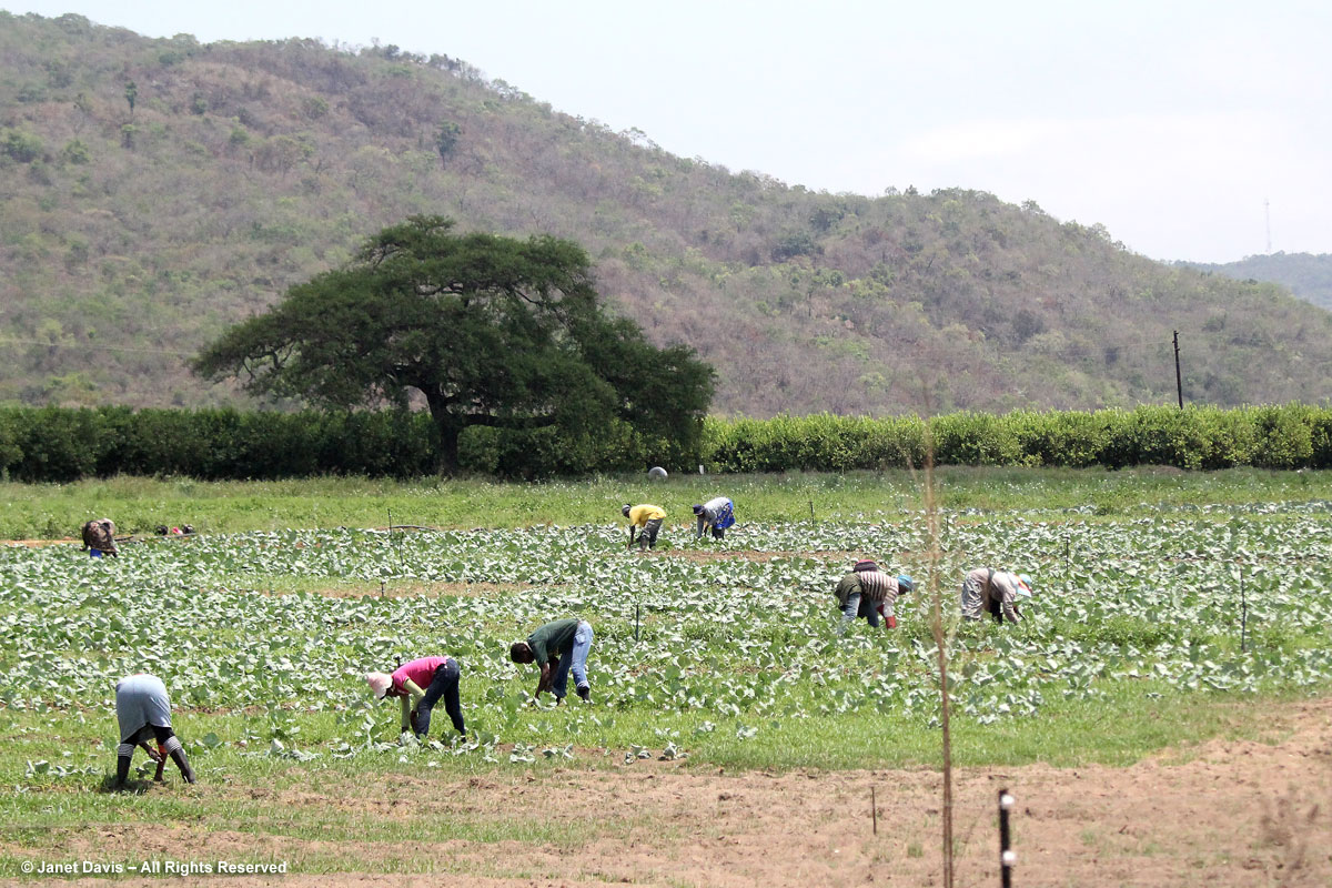 Farm-workers-Mpumalanga