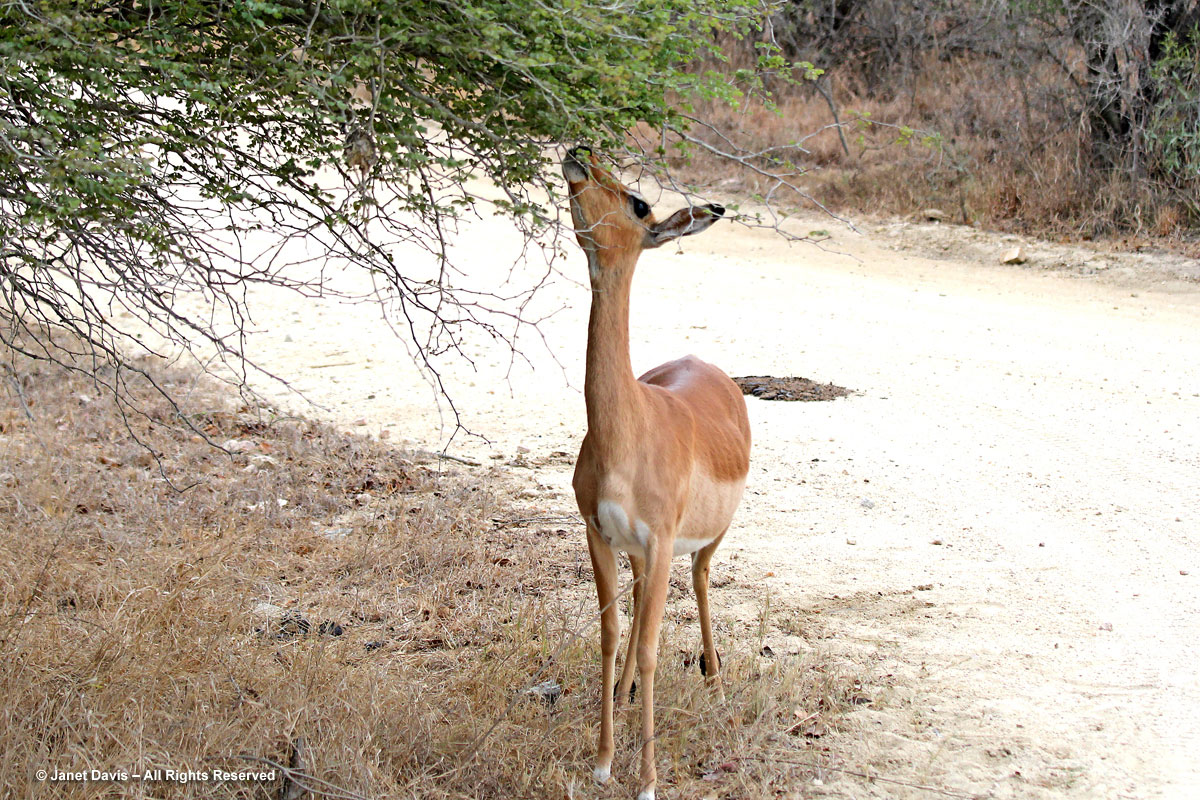 Female impala-Aepyceros melampus-Kapama