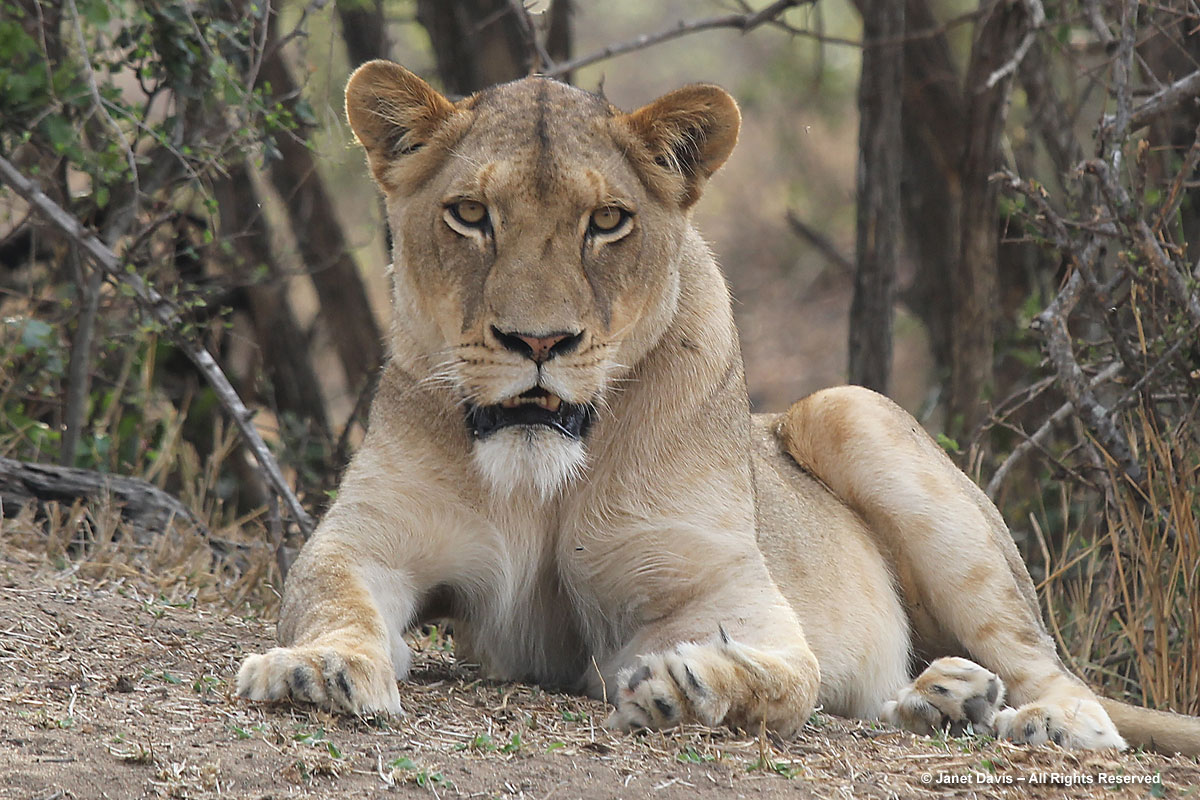 Female lion-Kapama