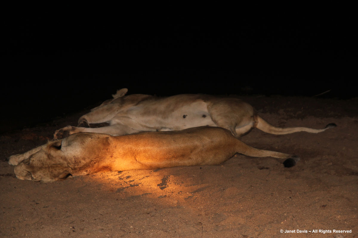 Female lions sleeping-Kapama