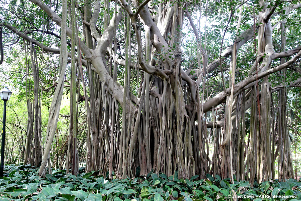 Ficus benghalensis-Banyan-Durban Botanic