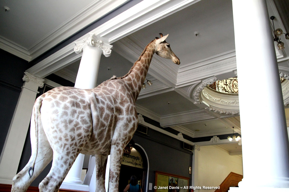Giraffe-Durban Natural Science Museum