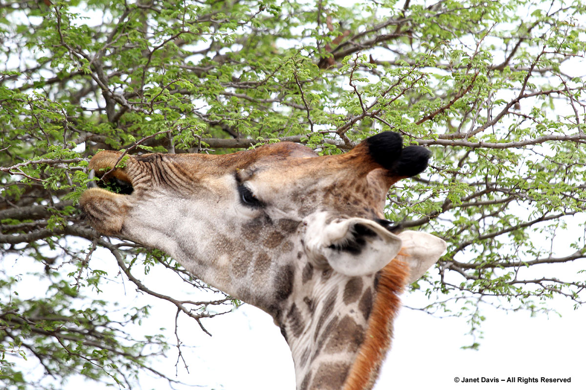 Giraffe-eating-knobthorn-acacias-Kapama