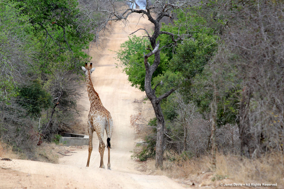 Giraffe on road-Kapama Game Reserve