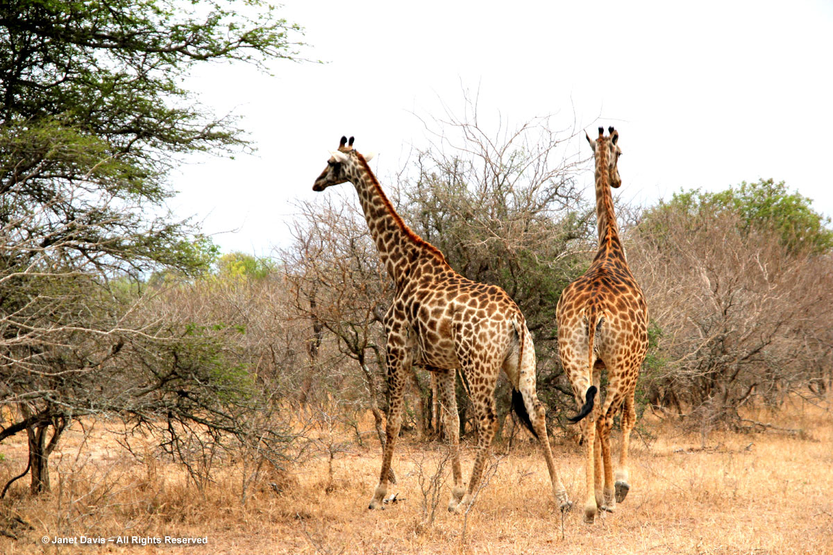Giraffes-Kapama