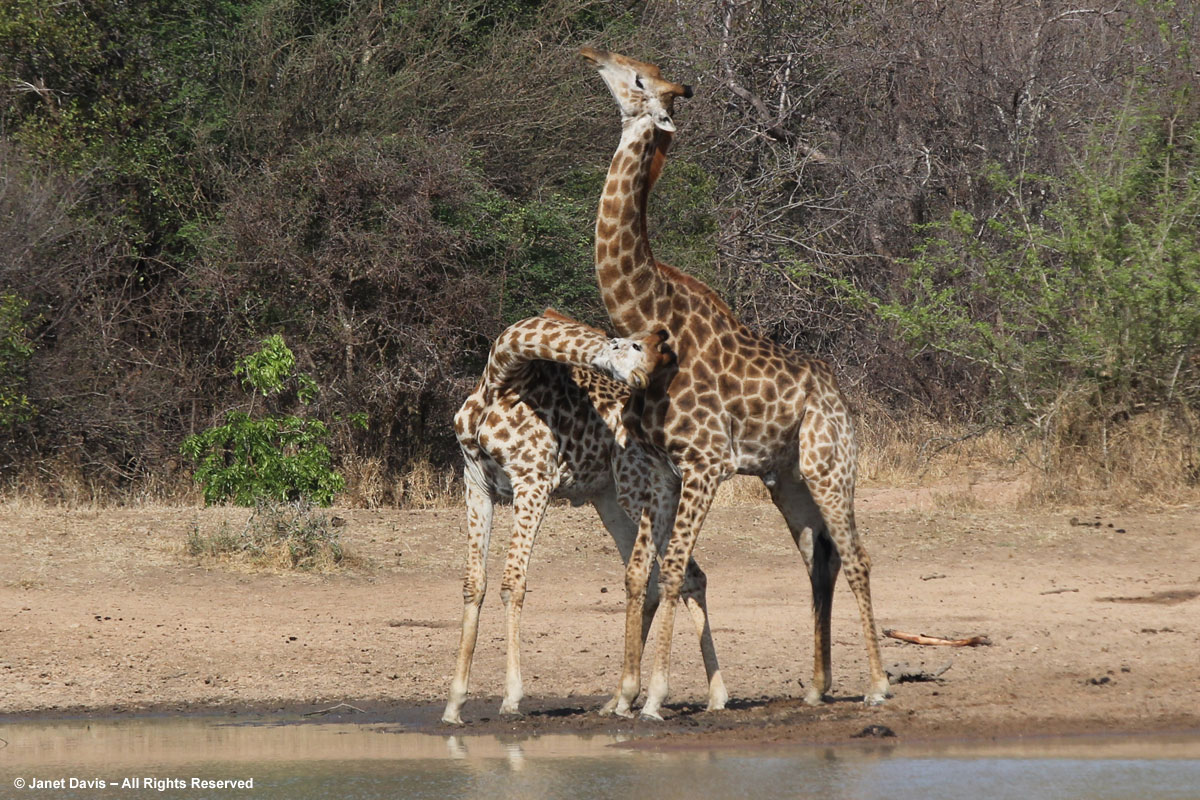 Giraffes-necking-Kapama