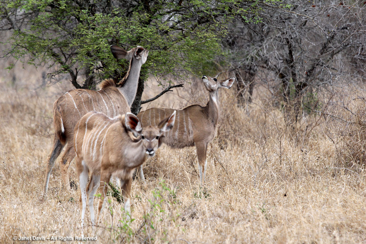 Greater kudu-Tragelaphus strepsiceros-Kapama
