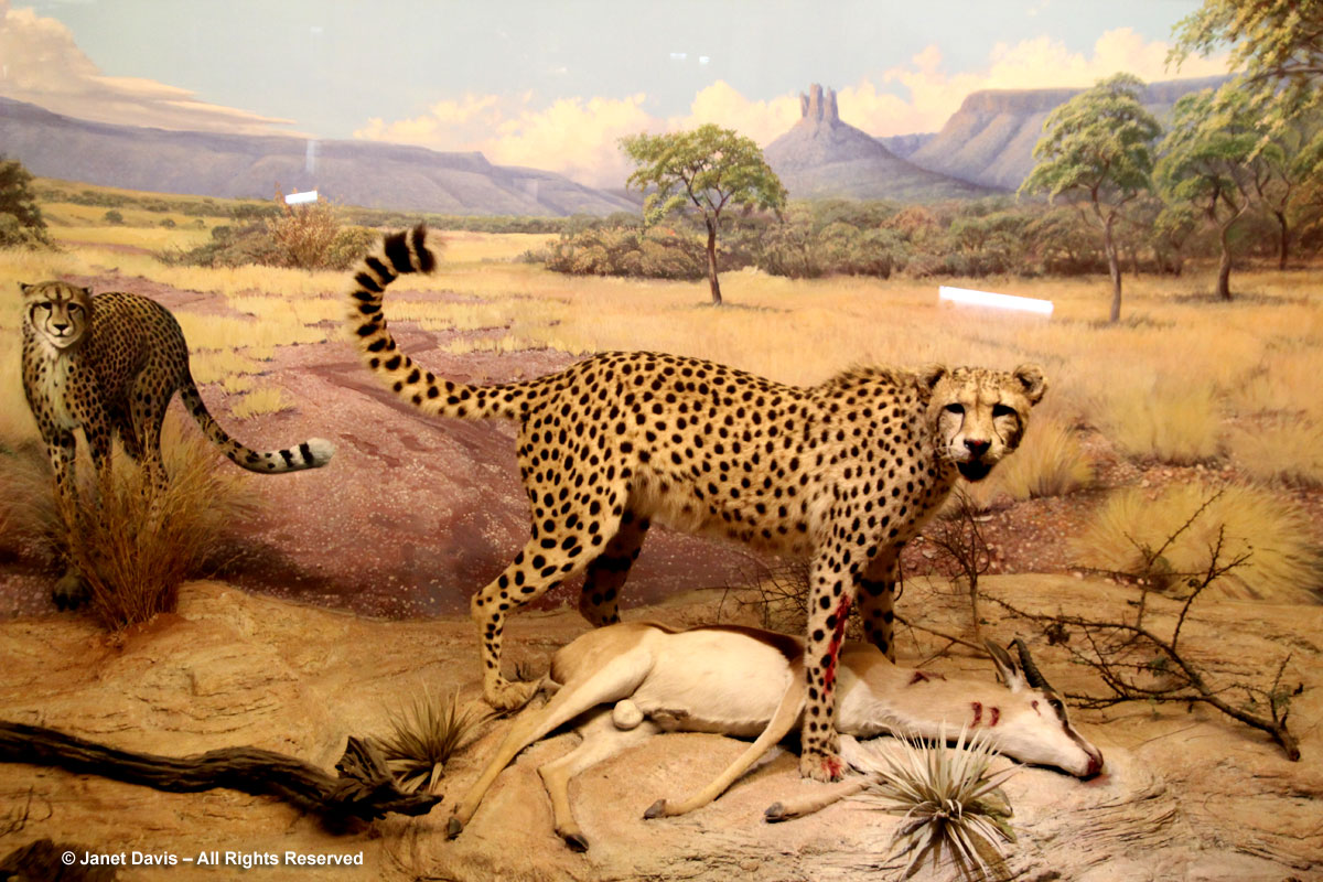 Leopard Display-Durban Natural Science Museum