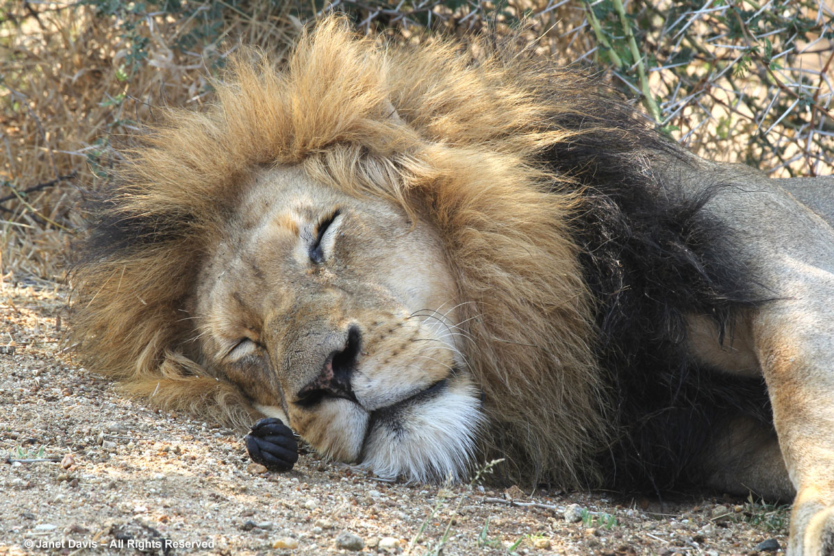 Lion & dung-Kapama