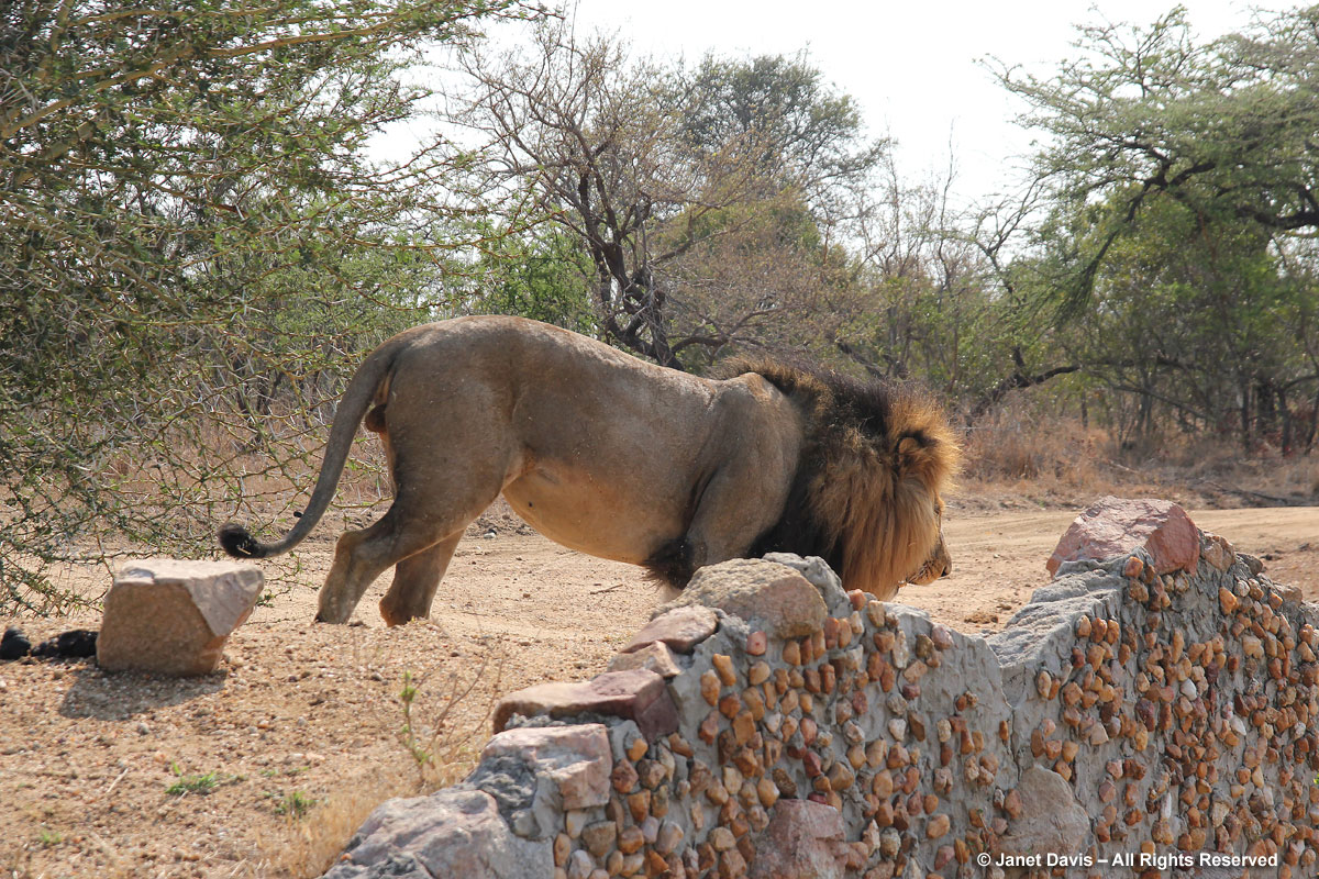 Lion leaving-Kapama