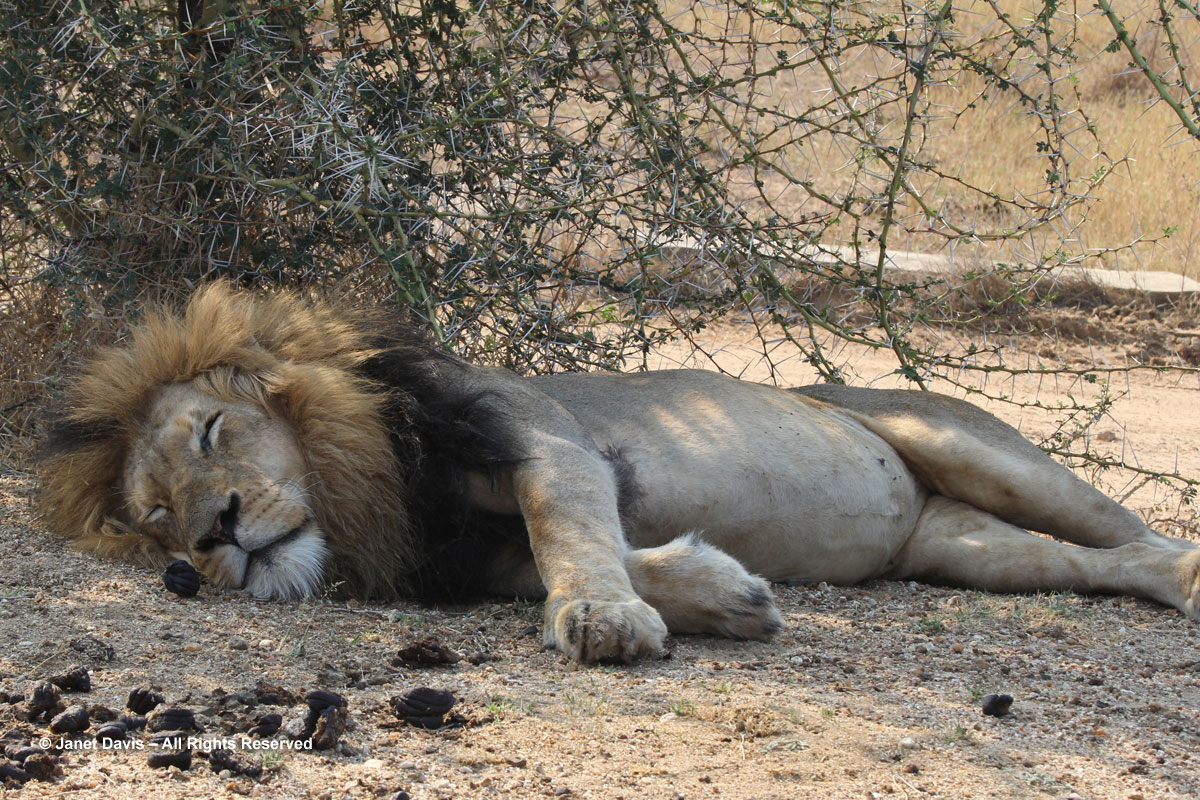 Lion sleeping-Kapama