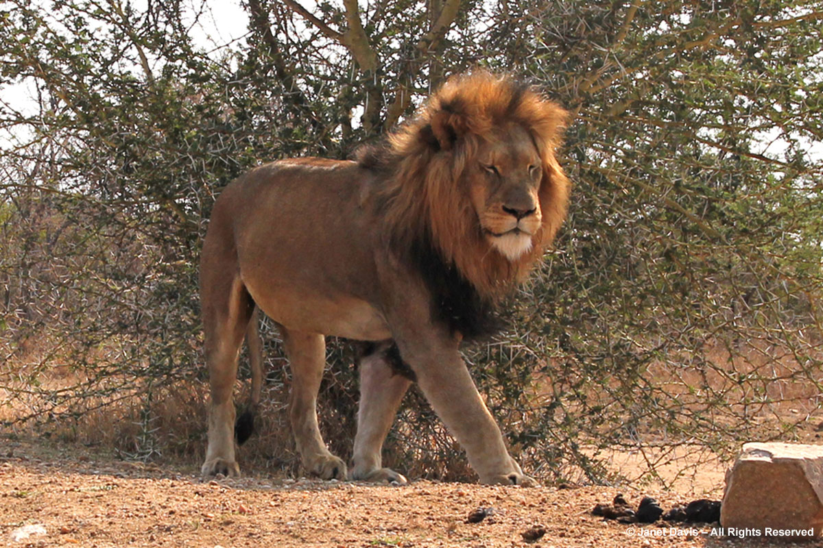 Lion standing-Kapama