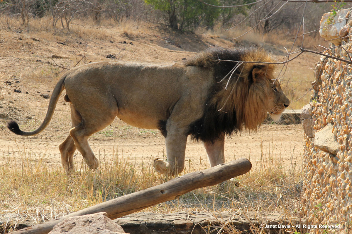 Lion-walking-Kapama