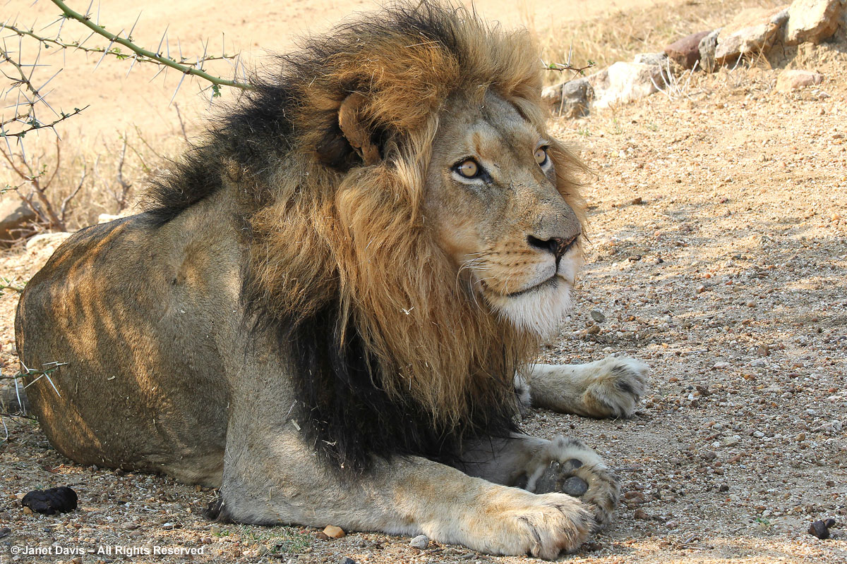 Lion watching buzzards-Kapama