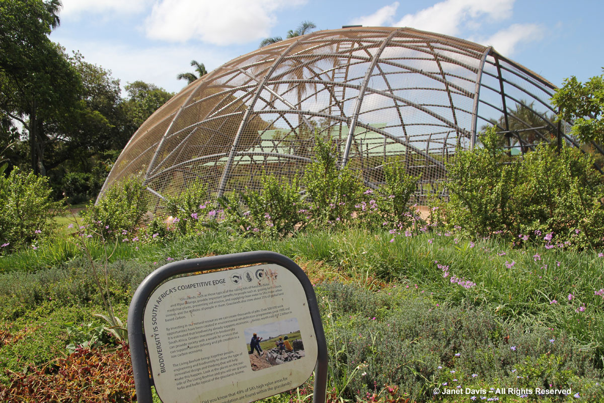 Living Beehive-Durban Botanic