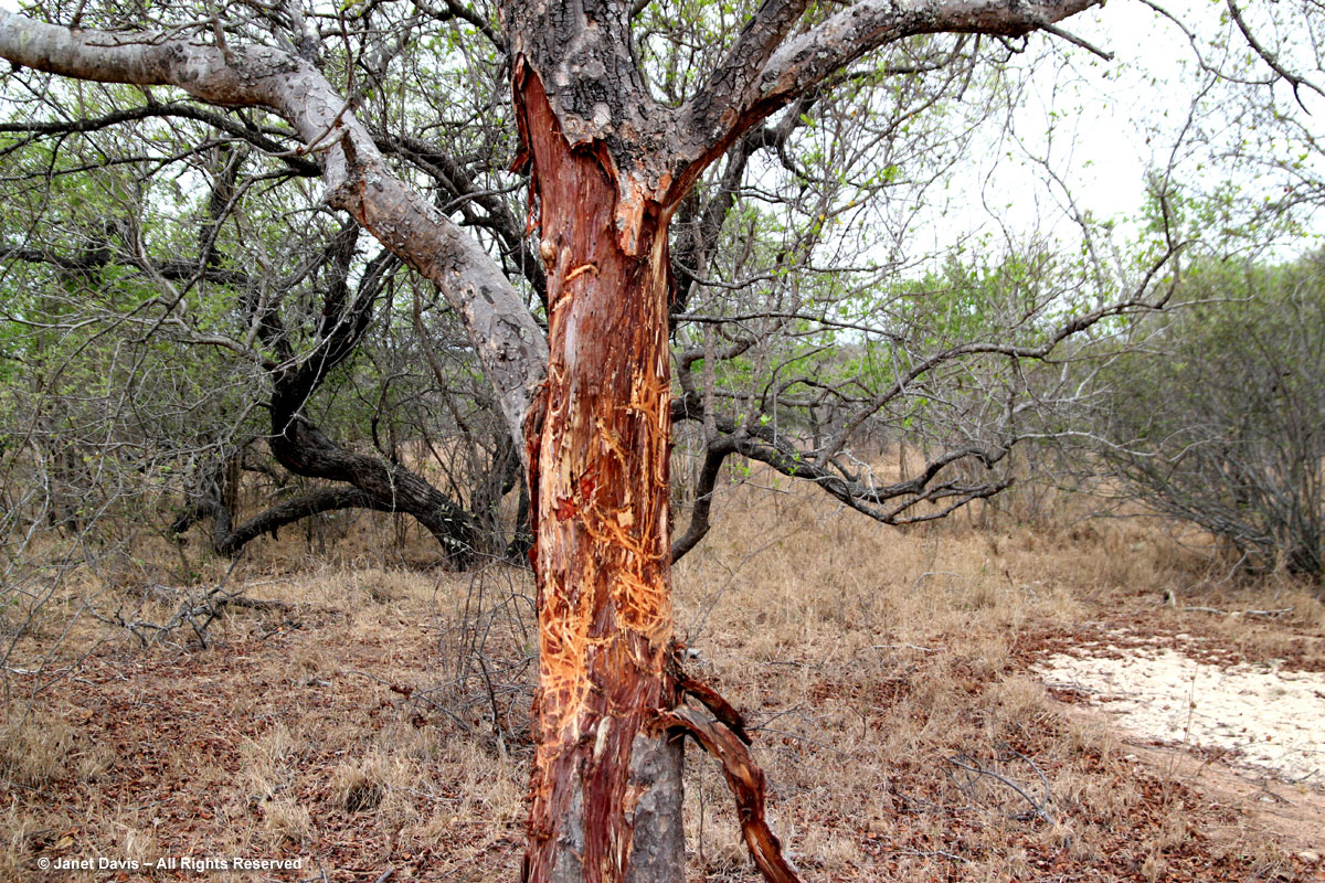Marula tree-Sclerocarya birrea-elephant browsed