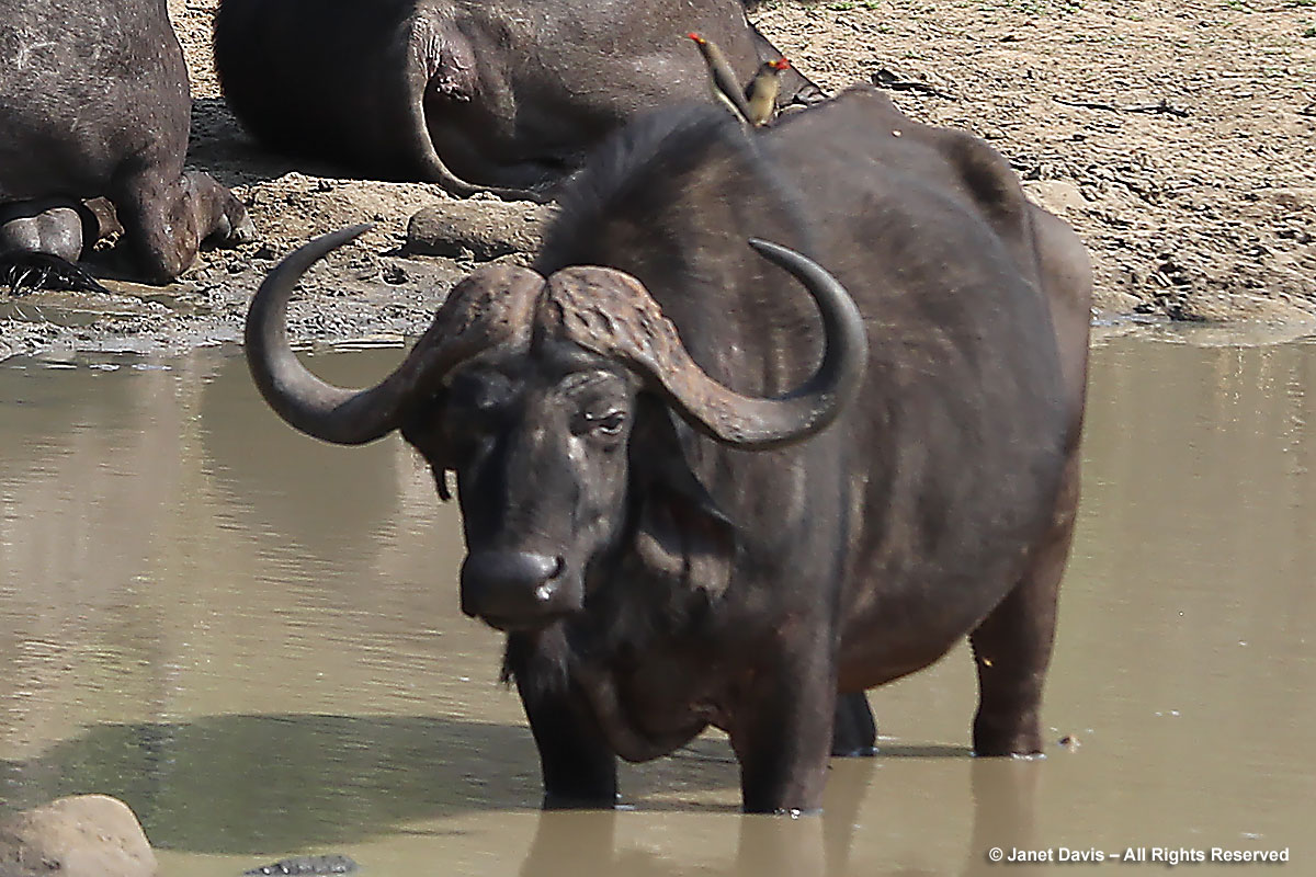 Red-bill oxpeckers on buffalo-Kapama