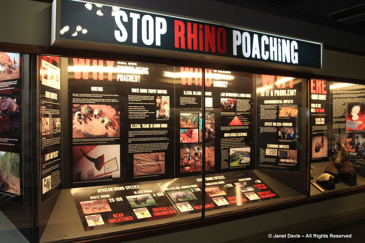Rhino-poaching-Durban Natural Science Museum