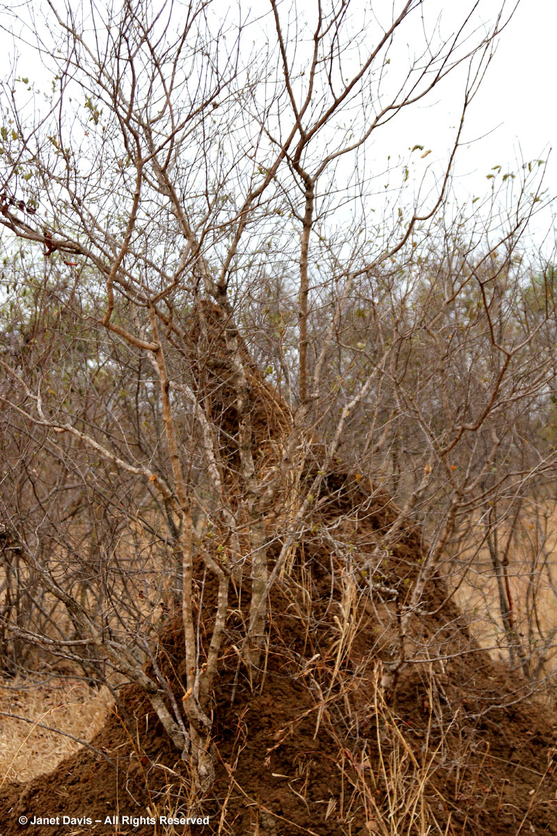 Termite Mound-Kapama