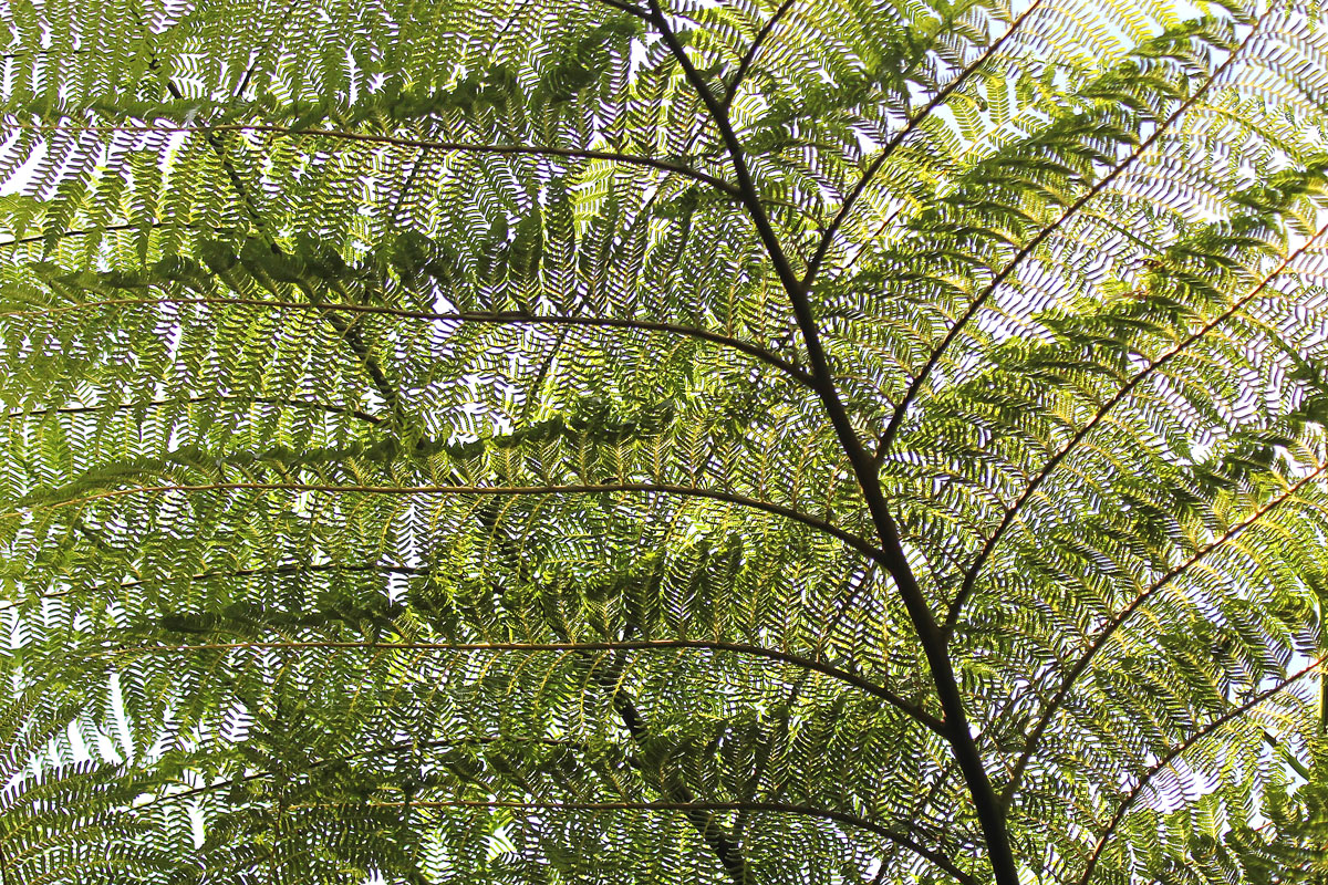 Tree fern-Durban-Botanic