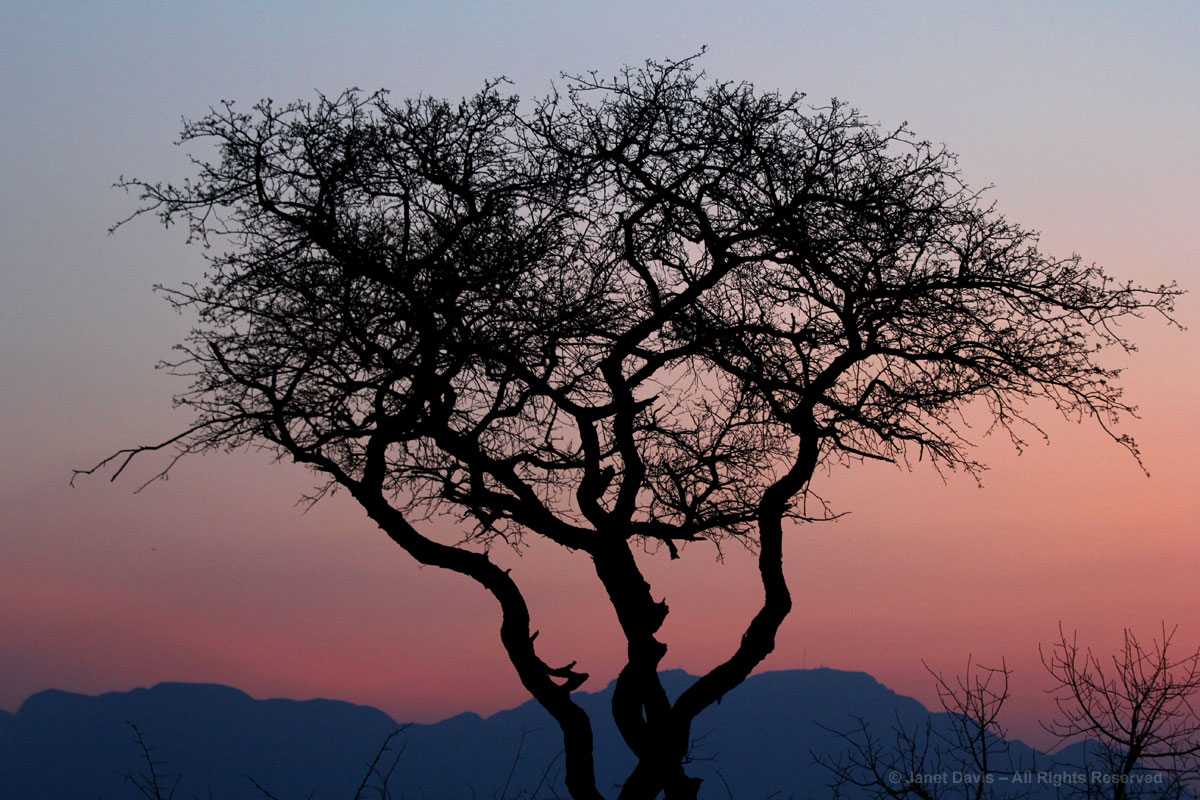 Tree silhouette&Drakensberg-Kapama
