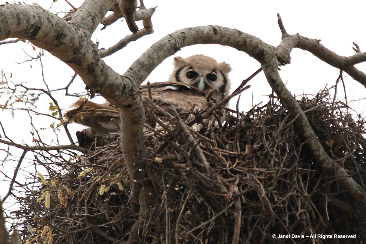 Verreau's Eagle Owl-fledgling-Kapama