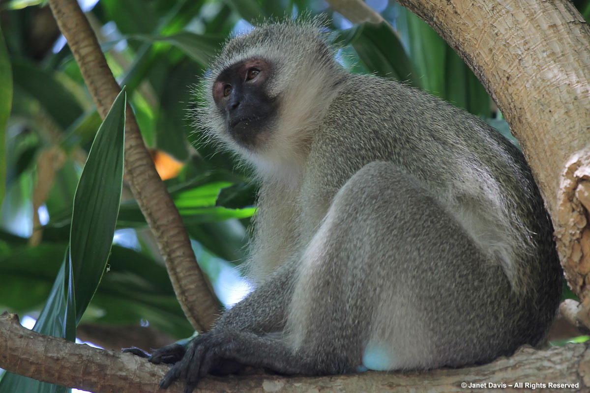 Vervet Monkey-Durban Botanic