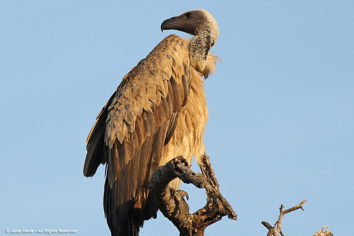 White-backed vulture-Gyps africanus-Kapama