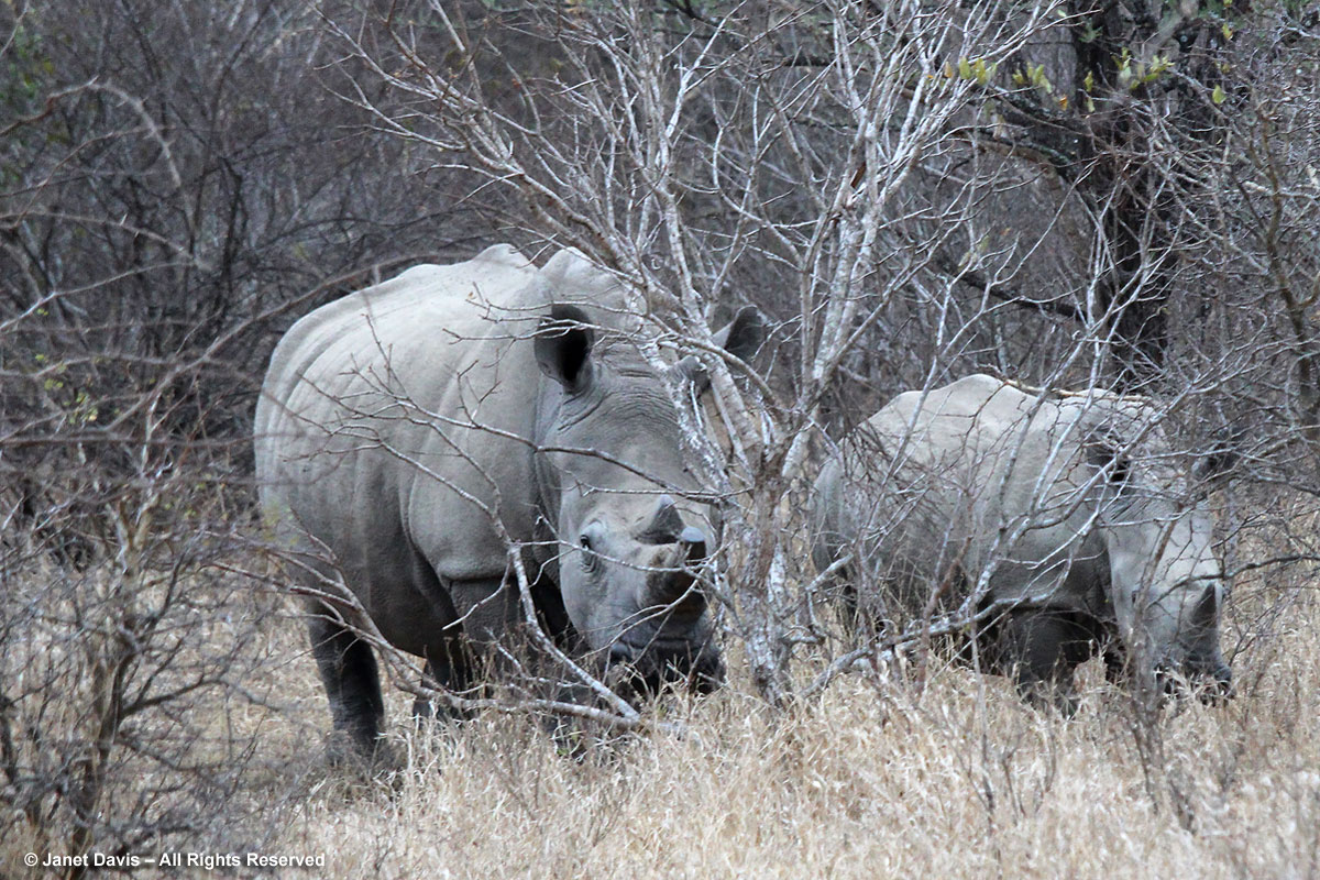 White rhinoceros-Ceratotherium simum-Kapama