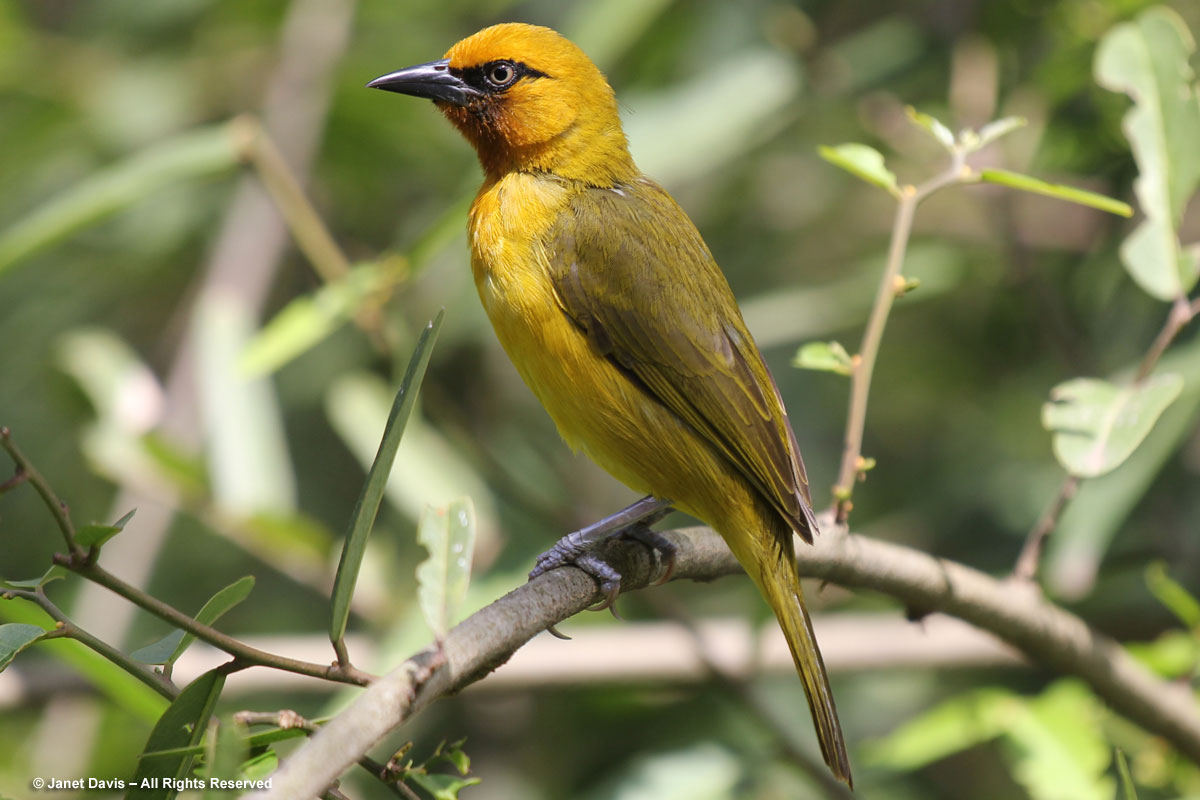 Yellow Weaver-Durban Botanic
