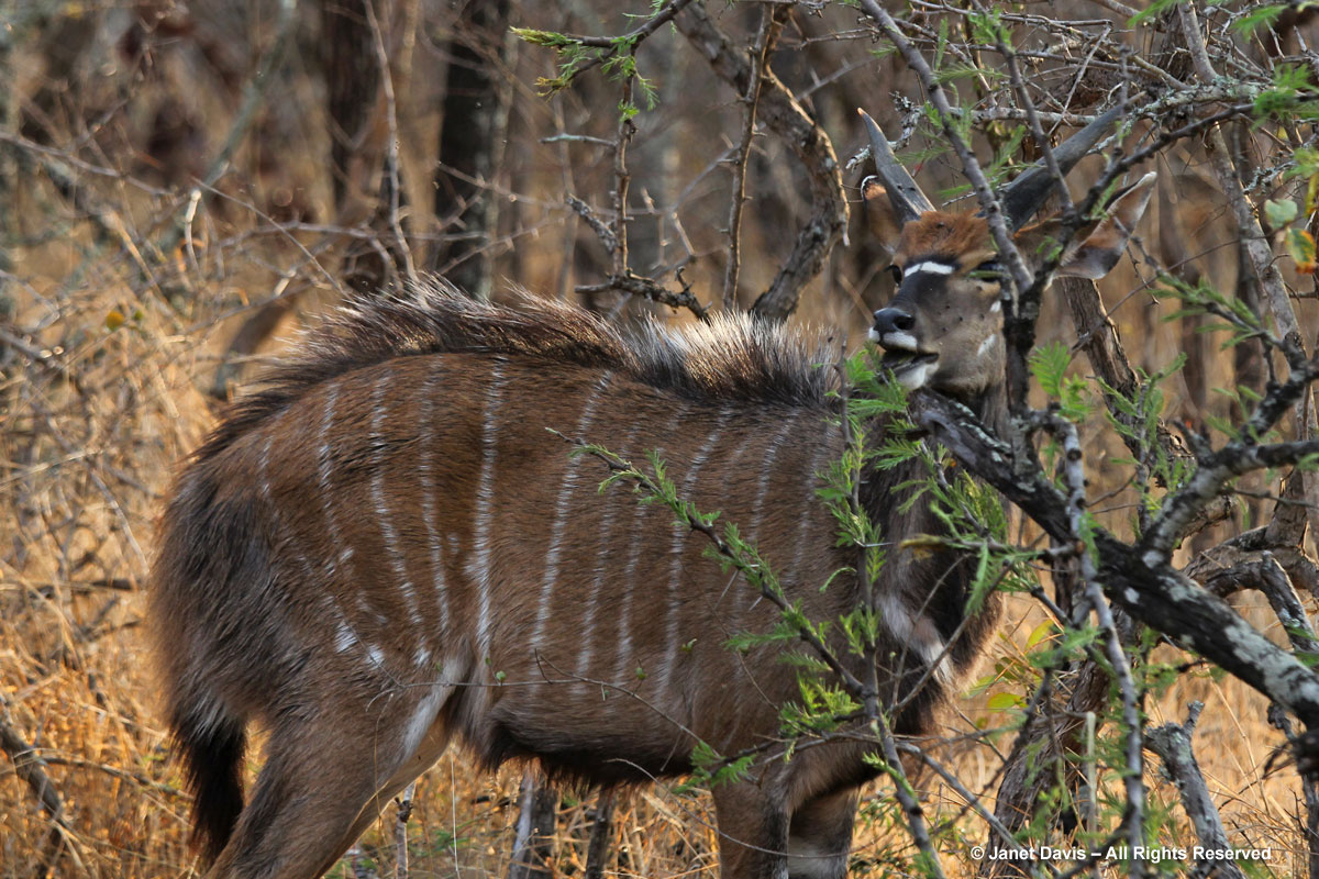 Young male kudu-Kapama