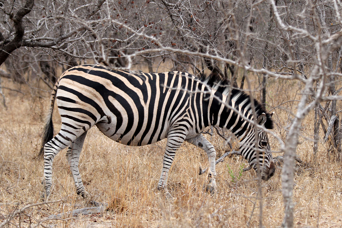 Zebra-pregnant female-Kapama