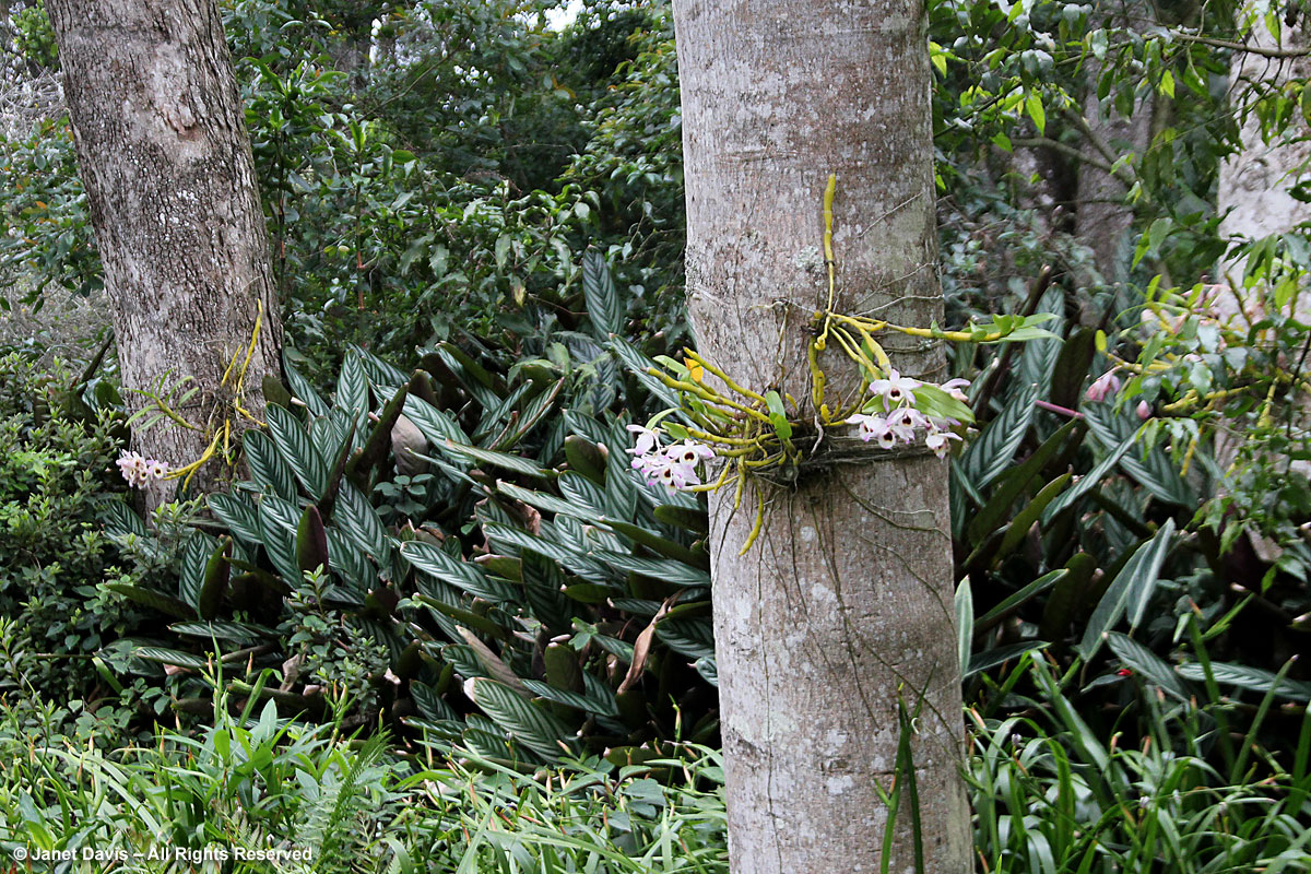 Ephiphytic orchid-Makaranga