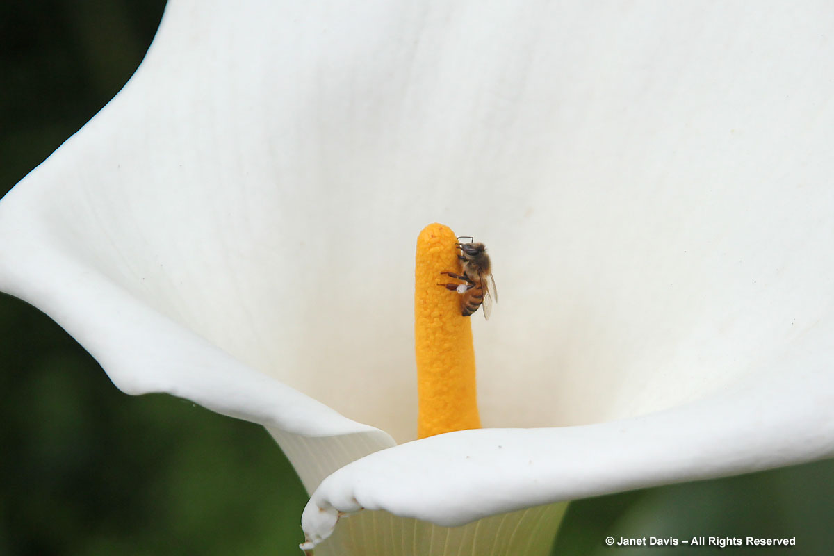 Honey bee on Zantedeschia aethiopica
