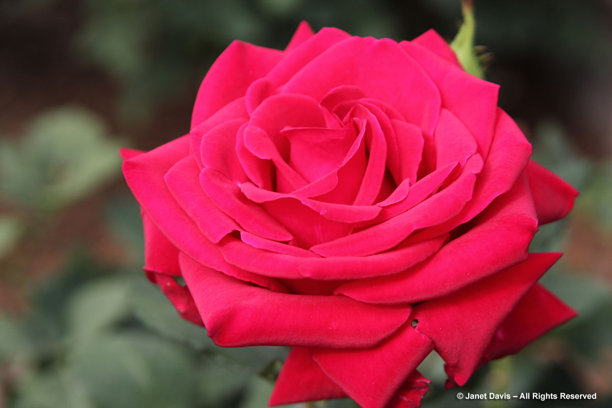 Hybrid tea rose 'Red Rose'