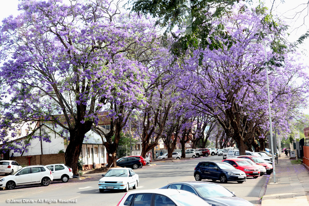Jacaranda trees-Pietermaritzburg