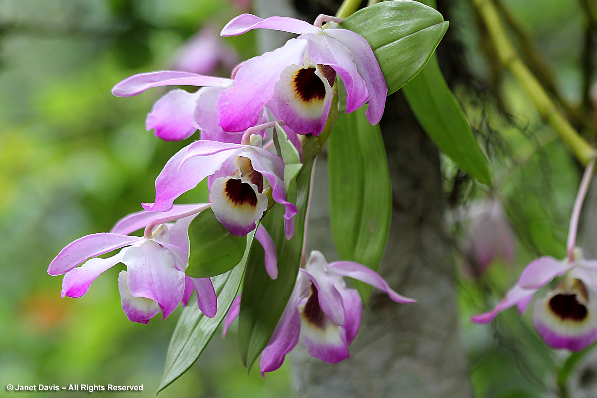 Orchid-Makaranga