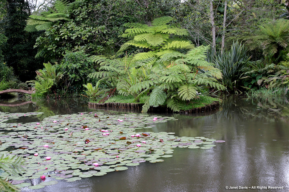 Pond and waterlilies-Makaranga