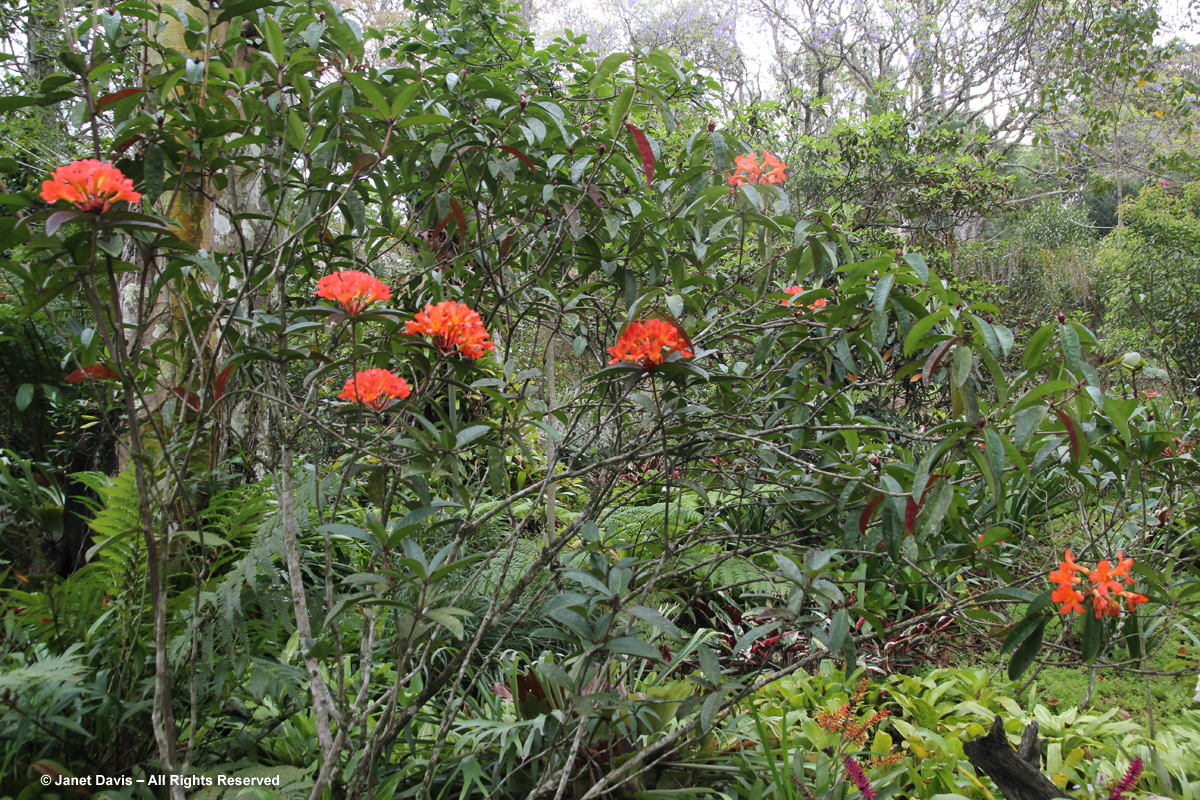 Vireya rhododendron-Makaranga
