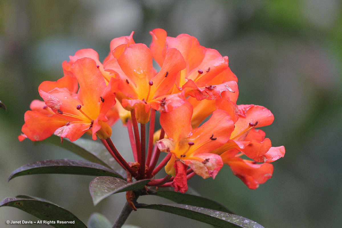 Vireya rhododendron flower-Makaranga