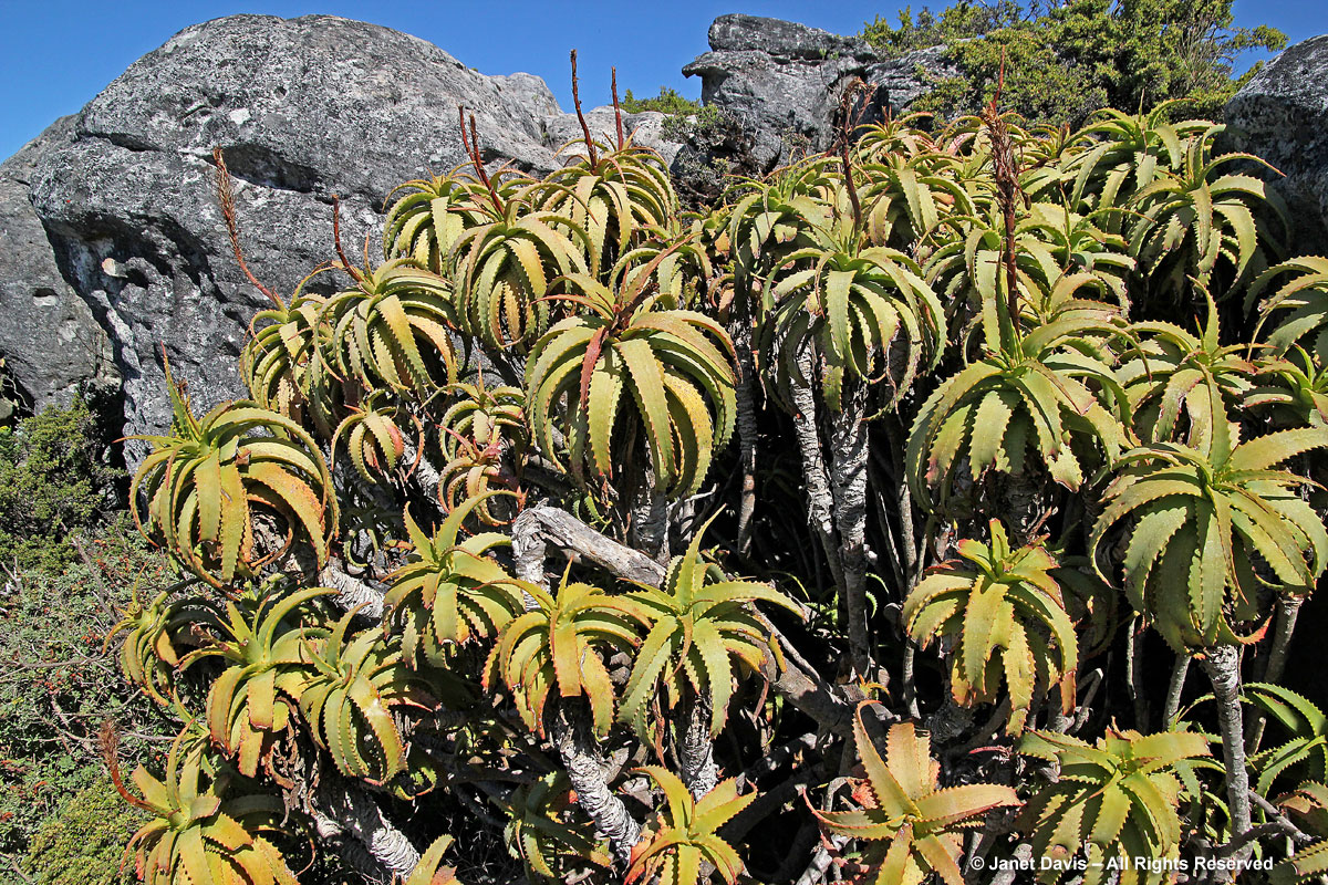 Aloe ferox-Table Mountain