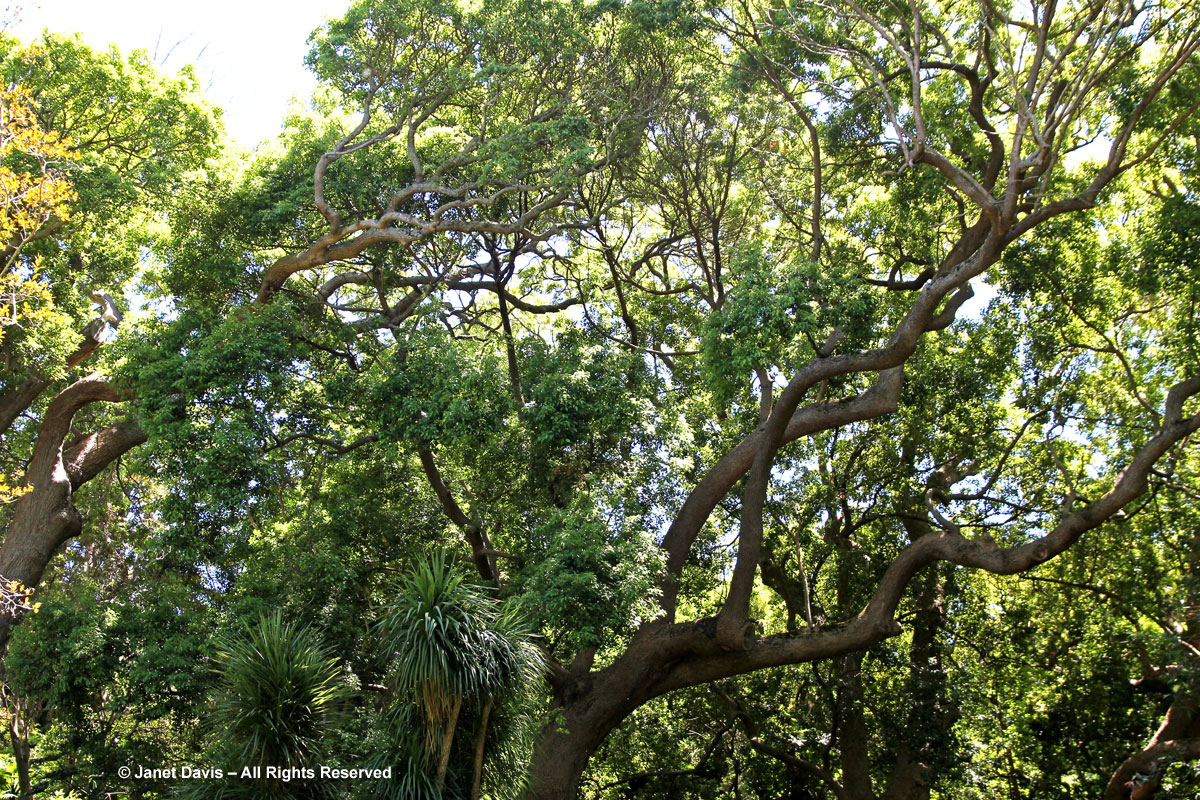 Camphor tree-Cinnamomum camphora