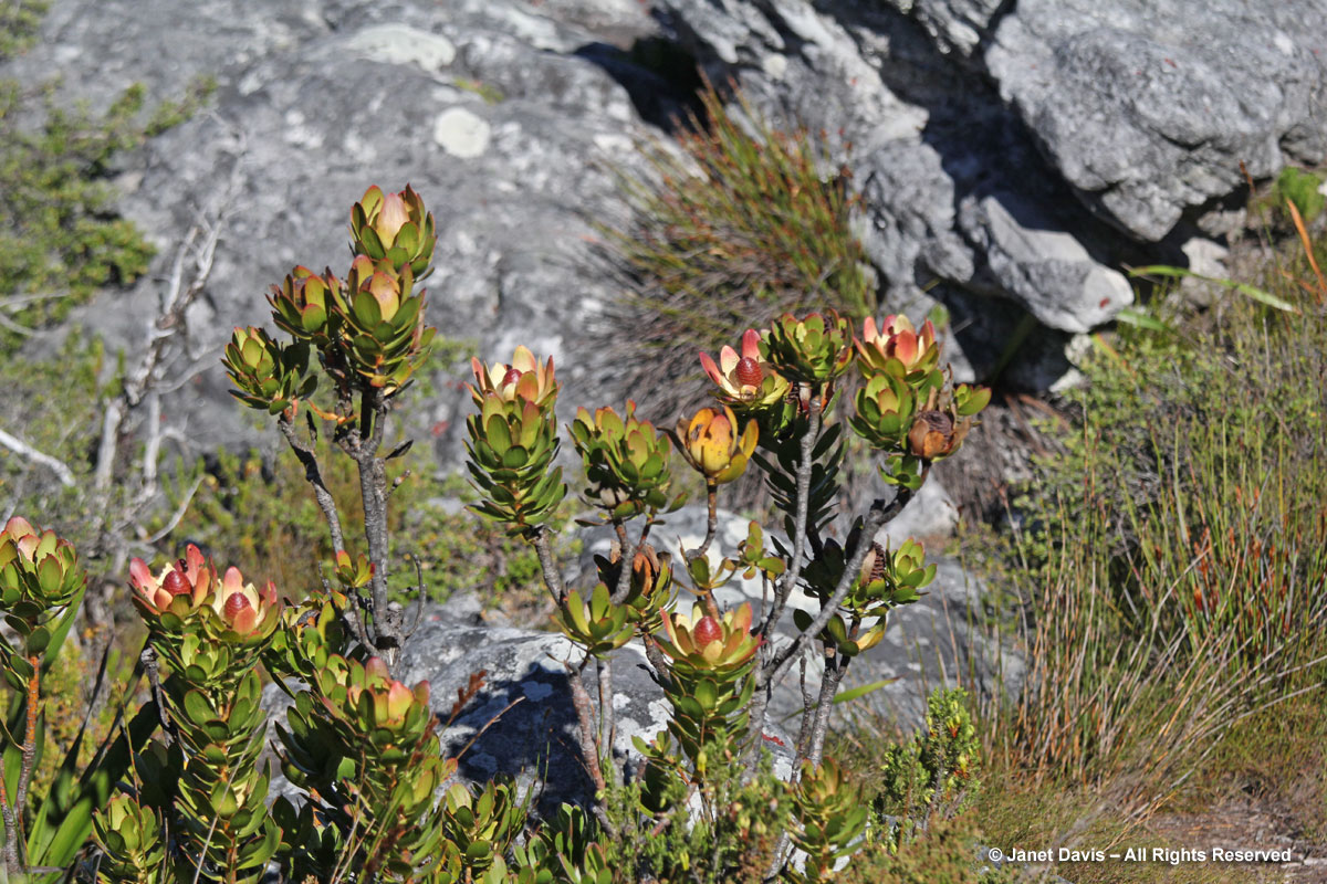 Leucadendron strobalinum-Table Mountain